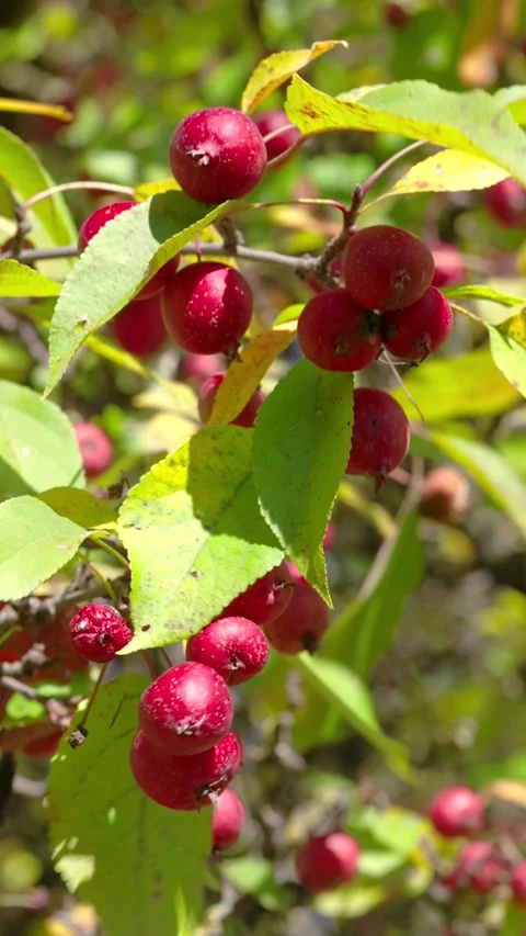 Close-up of red crabapple-like fruit clusters swaying on leafy branch in bright  Stock Footage 345676757