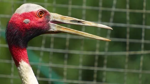 Close up of of a red-crowned crane Stock Footage 255013191