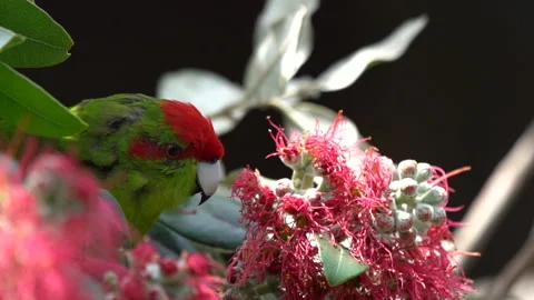 Close up of a red-crowned parakeet in New Zealand in slow motion 스톡 동영상 131283713