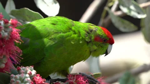 Close up of a red-crowned parakeet in New Zealand feeding on a Pohutakawa Stock Footage 131284141