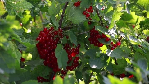 Close up of red currant bush Stock Footage 75841336