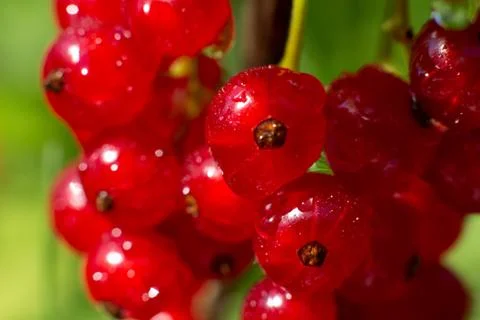 Close-up red currant Stock-Fotos