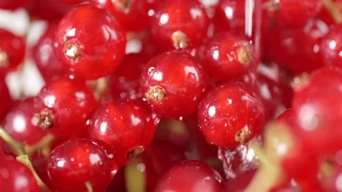 Close-up of red currants with water running over the berries, capturing the.. Stock Footage 312976707