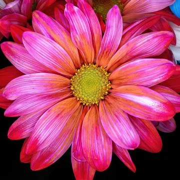 Close up of a red daisy Stock Photos