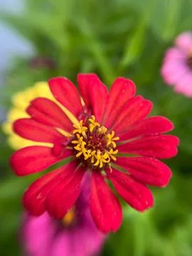 Close-up of red daisy Stock Photos