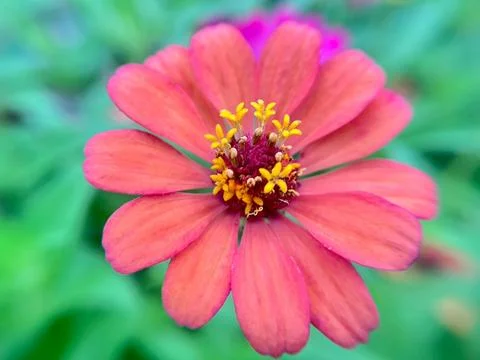 Close-up of red daisy Stock Photos