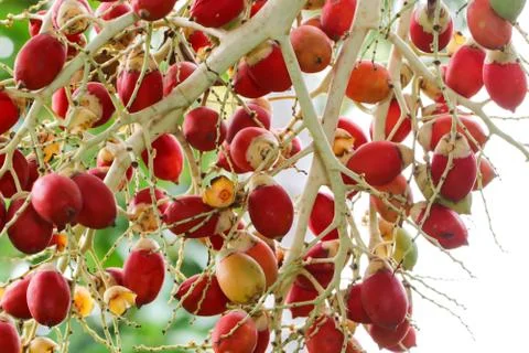 Close up of red dates hanging from a palm Stock Photos