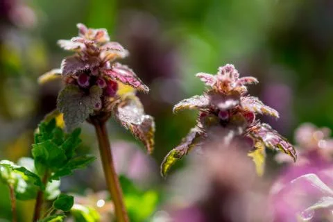 Close up of red dead-nettle (Lamium purpureum) with green blurred background Stock Photos