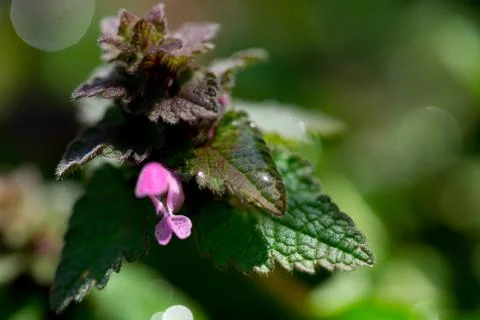 Close up of red dead-nettle (Lamium purpureum) with green blurred background Stock Photos