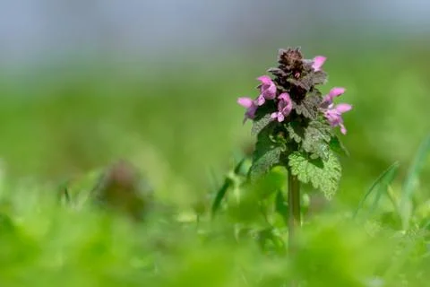 Close up of red dead-nettle (Lamium purpureum) with green blurred background Stock Photos