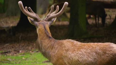 Close up of a red deer buck Stock-Footage 242105338
