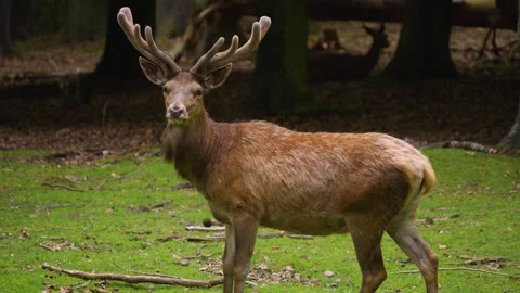 Close up of a red deer buck Stock Footage 242122596