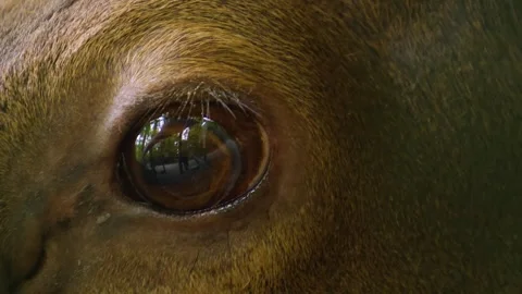 Close up of Red deer buck Stock Footage 242181749