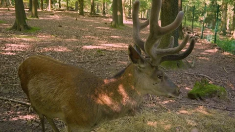 Close up of a red deer buck  Stock Footage 242846050