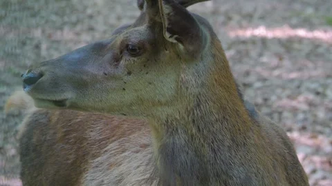 Close up of a red deer buck  Stock Footage 243254139