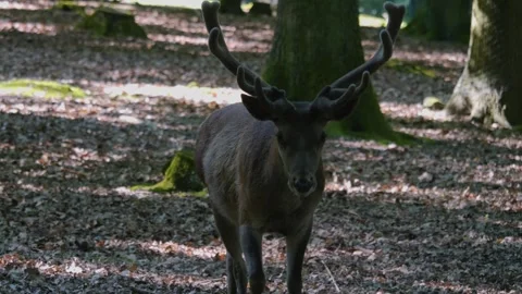 Close up of a red deer buck  Stock Footage 243254234