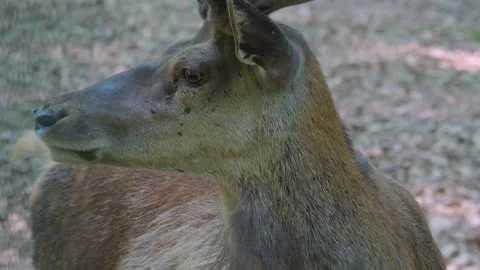 Close up of Red deer buck  Stock Footage 243349779