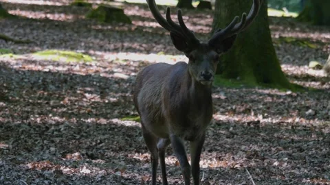 Close up of Red deer buck  Stock Footage 243349838