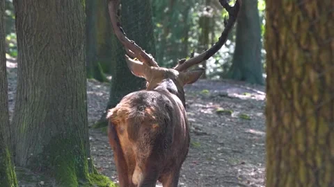 Close up of a red deer buck  Video stock 259991325