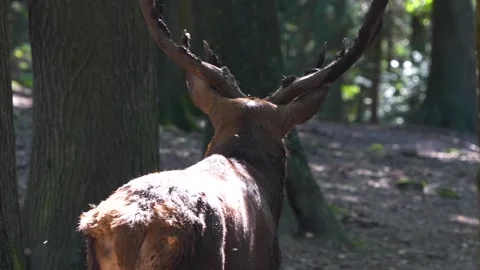 Close up of Red deer buck Stock Footage 260125420