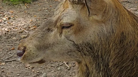 Close up of a red deer buck  Stock-Footage 266698389