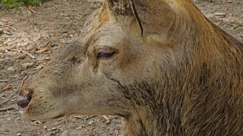 Close up of Red deer buck Stock Footage 266753441