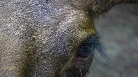 Close up of Red deer buck Stock Footage 277532383