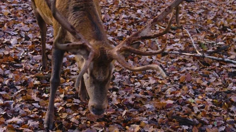 Close up of red deer buck in the forest Stock Footage 140185990