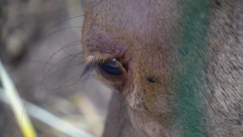 Close up of Red deer buck head Stock Footage 277532055
