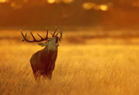 Close up of a Red deer calling at dawn Stock Photos