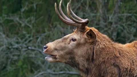 Close up of a Red deer chewing on a green background Stock Footage 297209192
