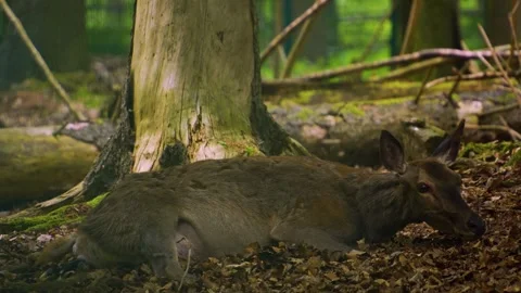 Close up of a red deer doe Stock Footage 242122739