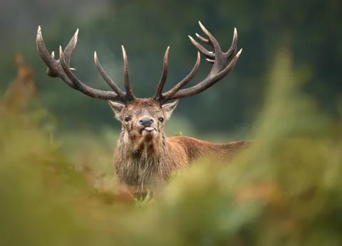 Close up of a red deer during the rut sticking the tongue out. Stock Photos