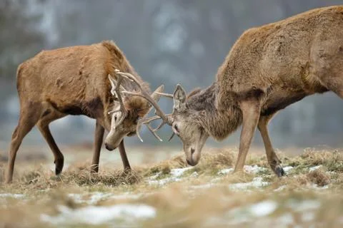 Close up of Red deer fighting Stock Photos
