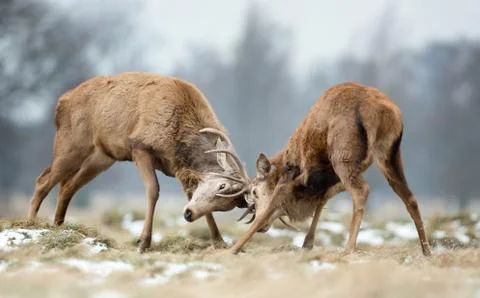 Close up of Red deer fighting Stock Photos
