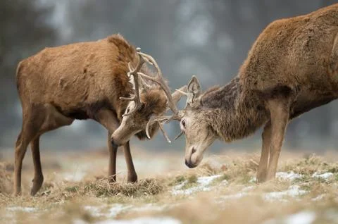 Close up of Red deer fighting Stock Photos