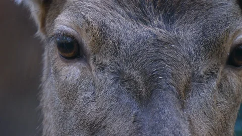 Close up of red deer Stock Footage 122127843