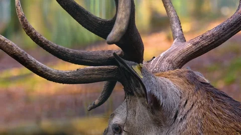 Close up of red deer Video stock 122127893
