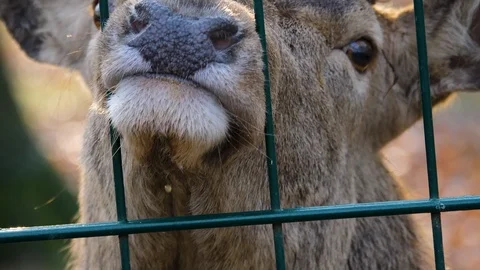 Close up of red deer Stock Footage 122167104