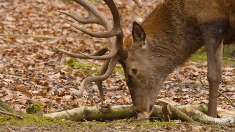 Close up of Red deer Video stock 124172975