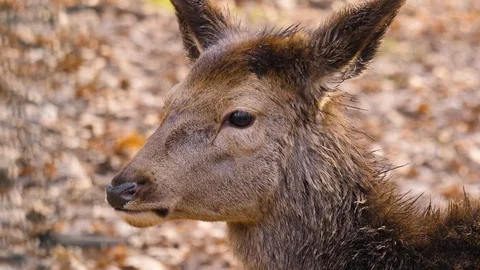 Close up of Red deer Stock Footage 124541081