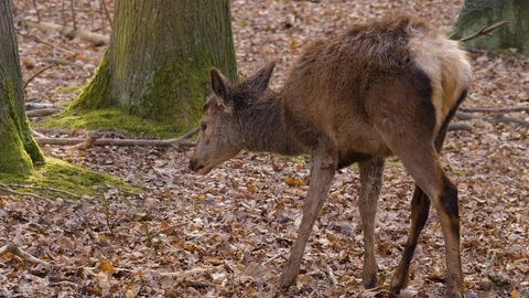 Close up of Red deer Stock Footage 124541159