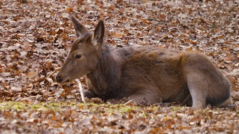Close up of Red deer Stock Footage 124549964