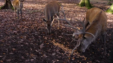 Close up of red deer Stock Footage 140780274