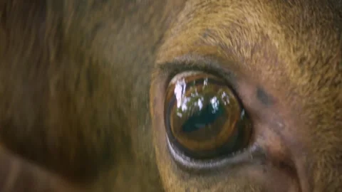 Close up of a red deer Stock Footage 242105481