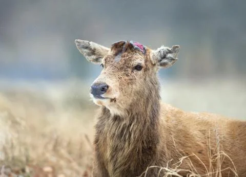 Close-up of a Red deer having recently shed his antlers Stock Photos