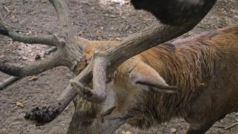 Close up of a red deer head  Video stock 266882573