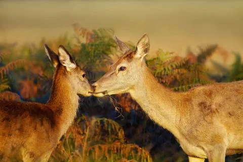 Close up of a Red deer hind looking after her calf Stock Photos