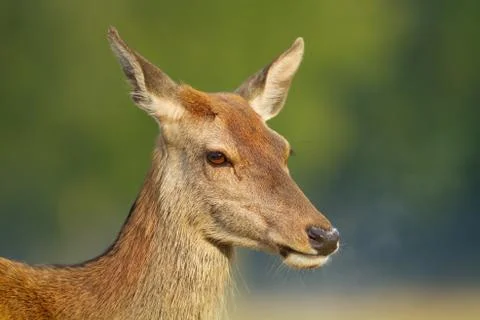 Close-up of red deer hind Stock Photos
