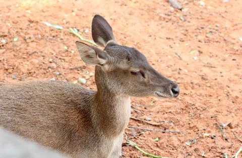 Close-up of the red deer hinds. Stock Photos